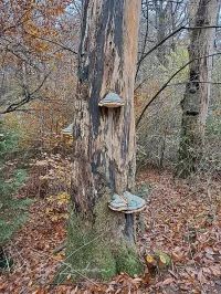Echte tonderzwam [Fomes fomentarius]
